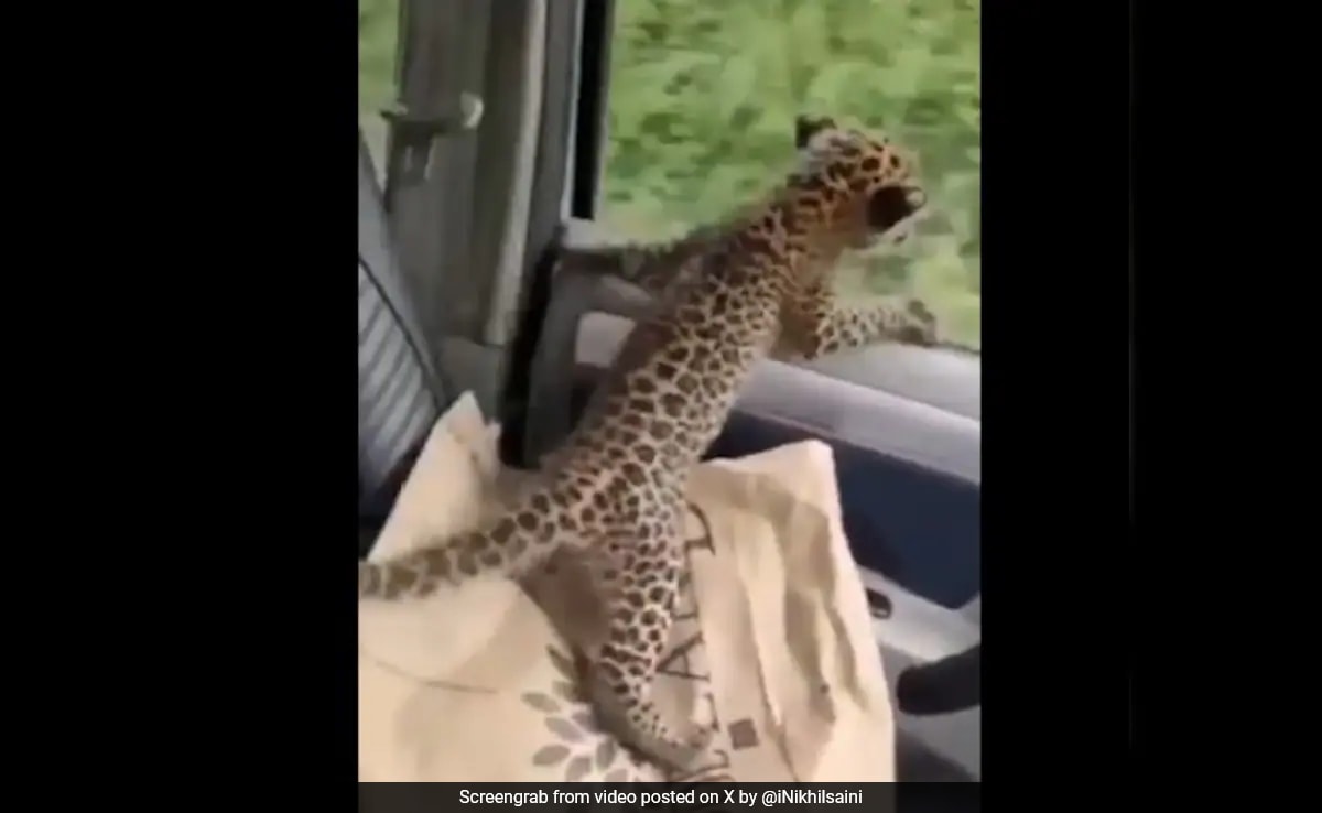 Video: Leopard Cub’s Car Ride After Rescue In Himachal Pradesh