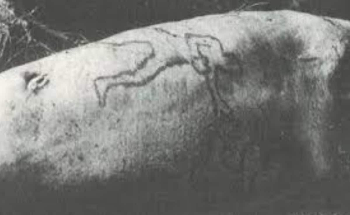 Shark Spit Out A Rat, Threw Up A Bird, Then Came A Human Arm. What Happened