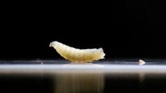 Cases of flesh-eating screwworm on the rise in Mexico