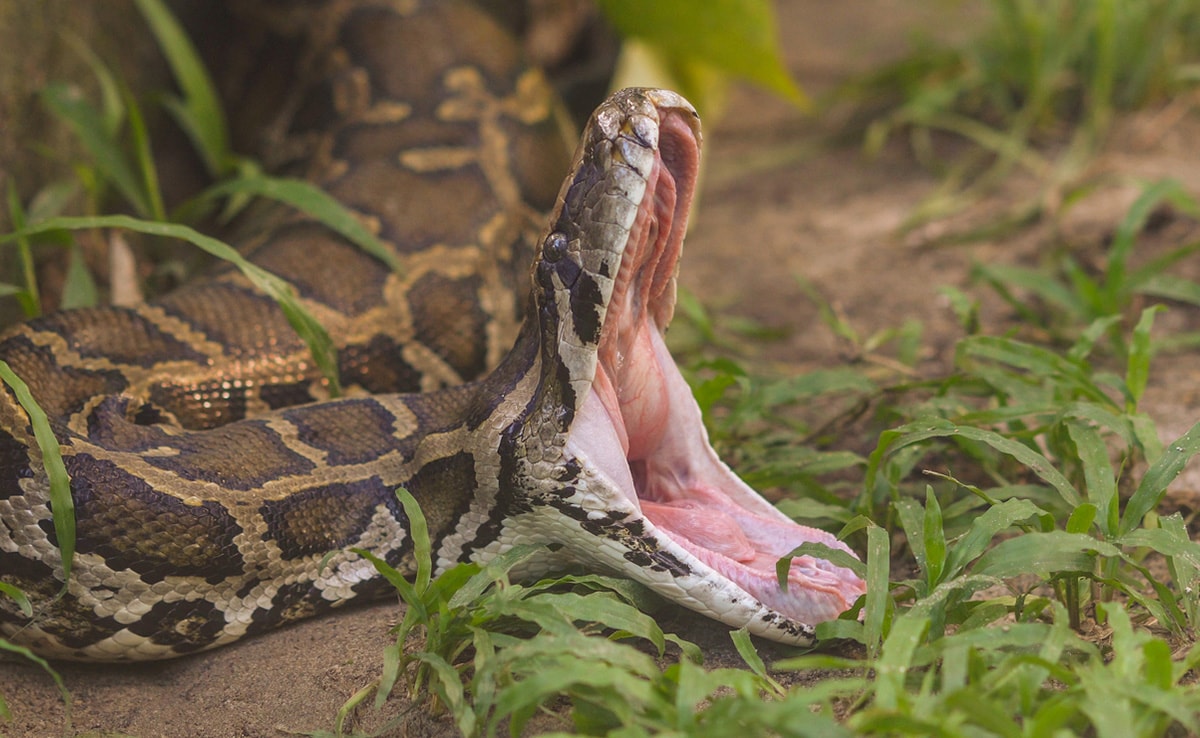 10-Foot-Long Rock Python Rescued From Housing Society In Mumbai