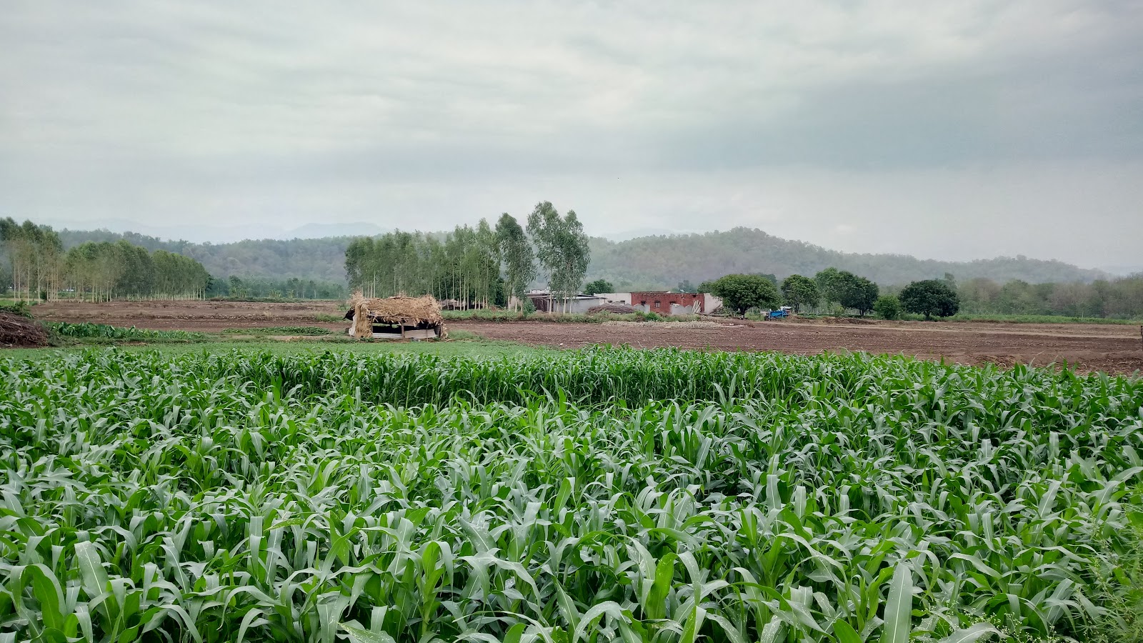 Opinion: Opinion | Seeds Of Sabotage: The ‘Agro-Terrorism’ Threat India Can’t Ignore