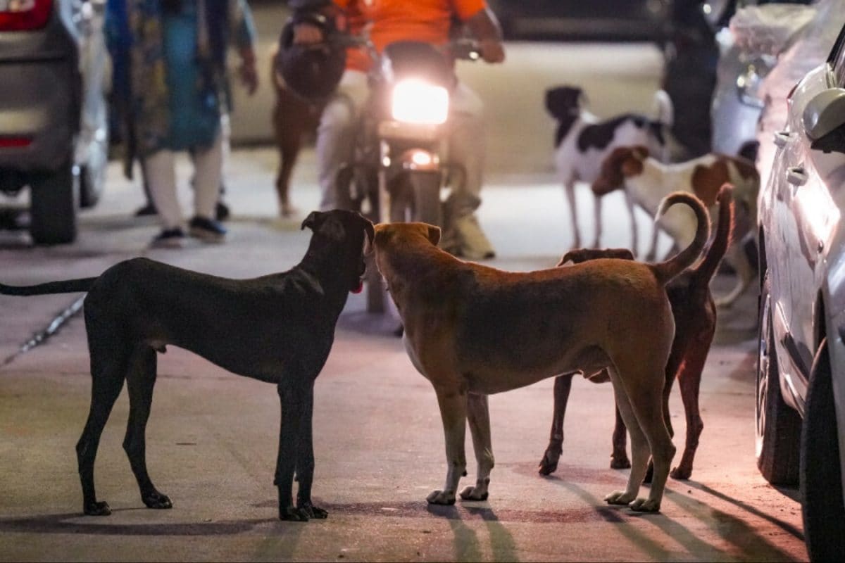 CJI Gavai Says He’ll ‘Look Into It’ As Supreme Court’s Delhi Stray Dog Order Sparks Row