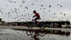 Health v heritage: Pigeon feeding ban sparks debate in India