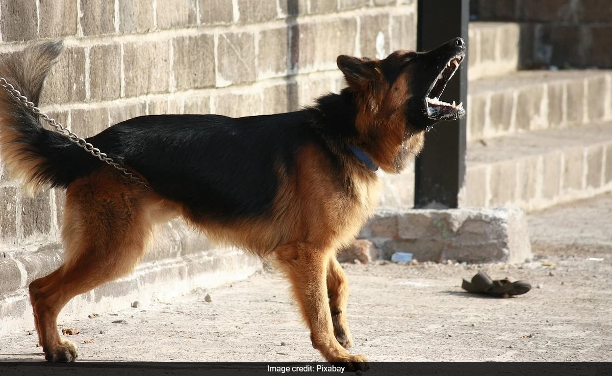 Delhi Man Befriends Guard Dogs To Rob Employer Of Over 4 Lakhs As Revenge