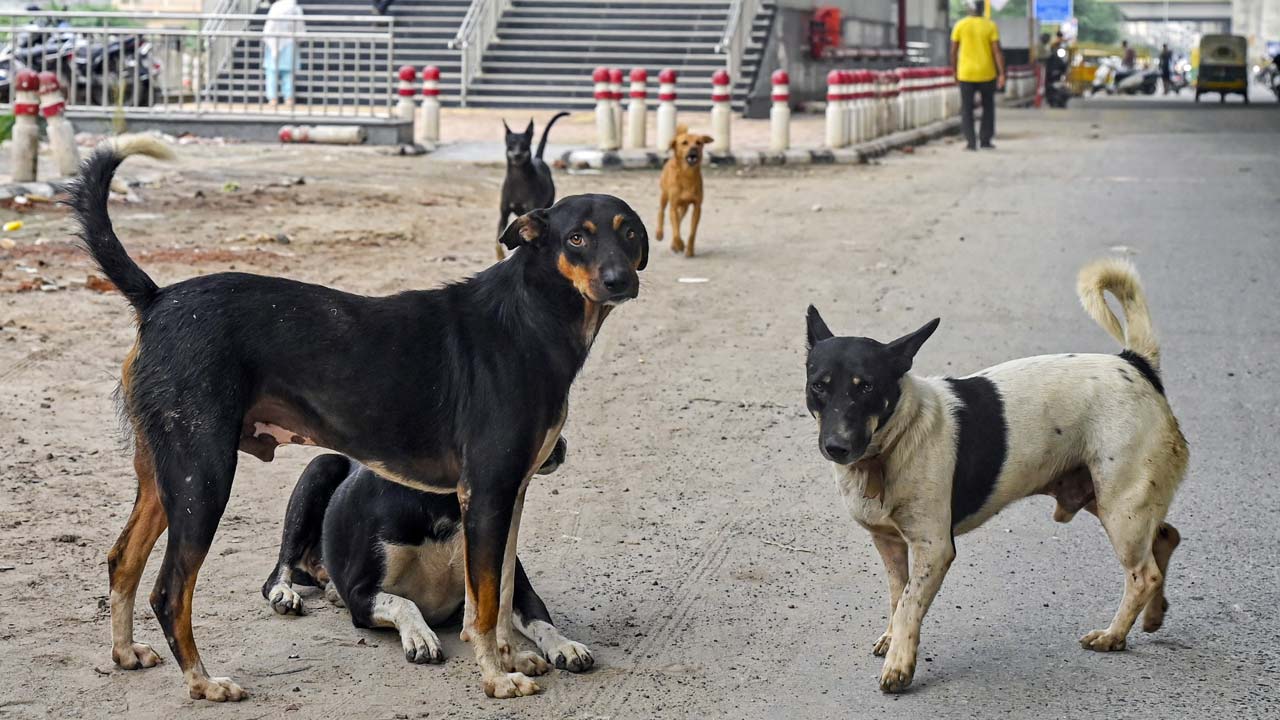 “I Will Look Into This”: Chief Justice On Supreme Court Order On Stray Dogs
