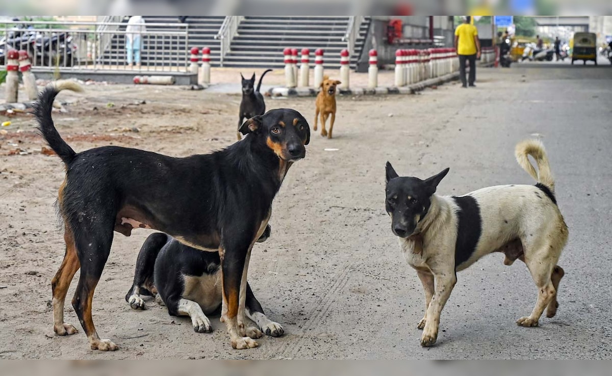 “Can’t Create Horror”: Supreme Court’s Big Stray Dogs Order Challenged