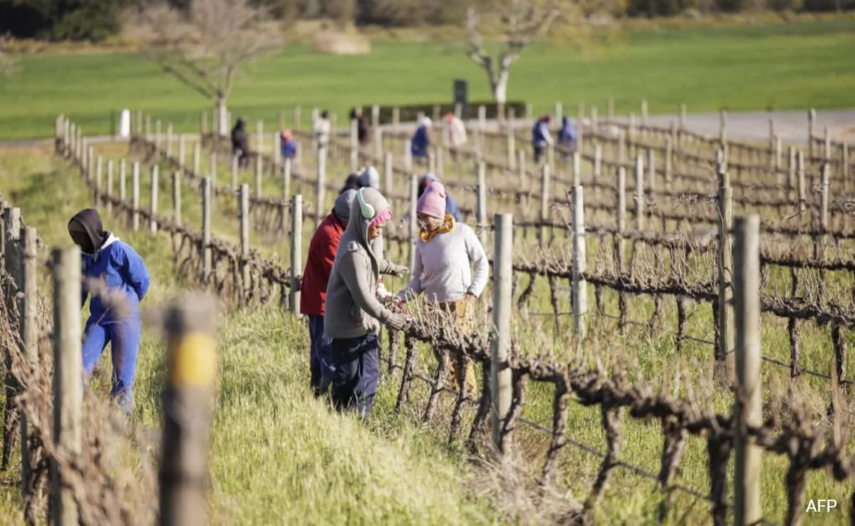 Trump’s Tariff Plans Worry South African Farmers, Put Jobs At Risk