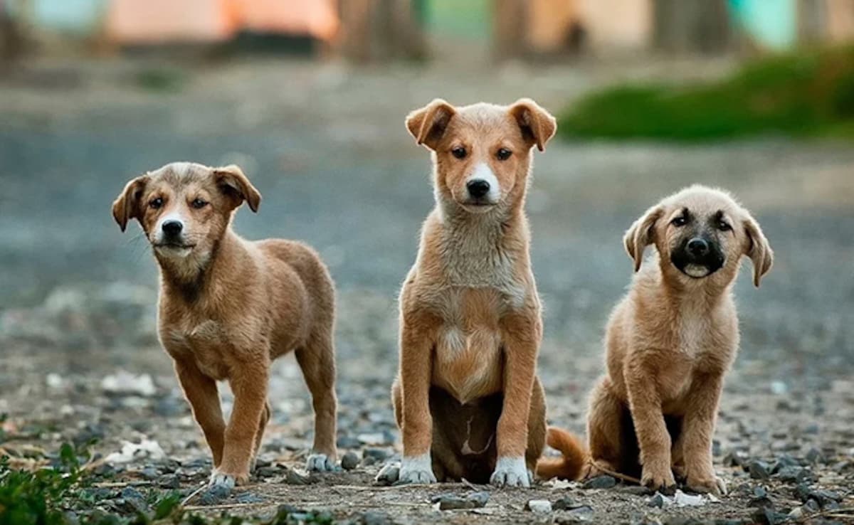 PETA’s Sharp Reaction After Supreme Court’s ‘Remove All Stray Dogs’ Order