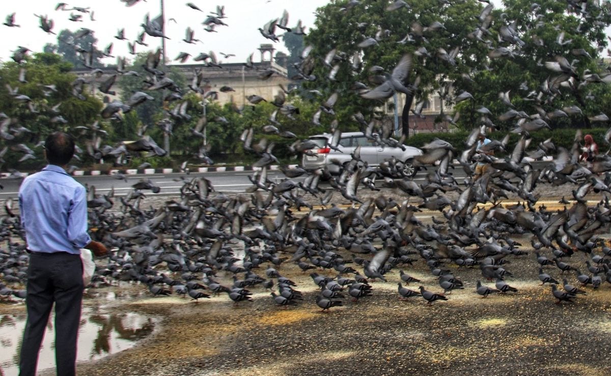 People Die, Dogs And Pigeons Live Is New Mantra Of Life: Sena Editorial