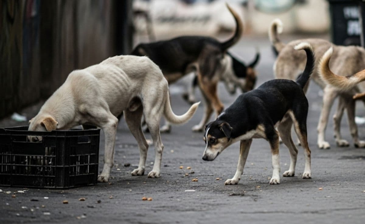 All Stray Dogs In Delhi-NCR To Be Moved To Shelters: Supreme Court’s Big Order