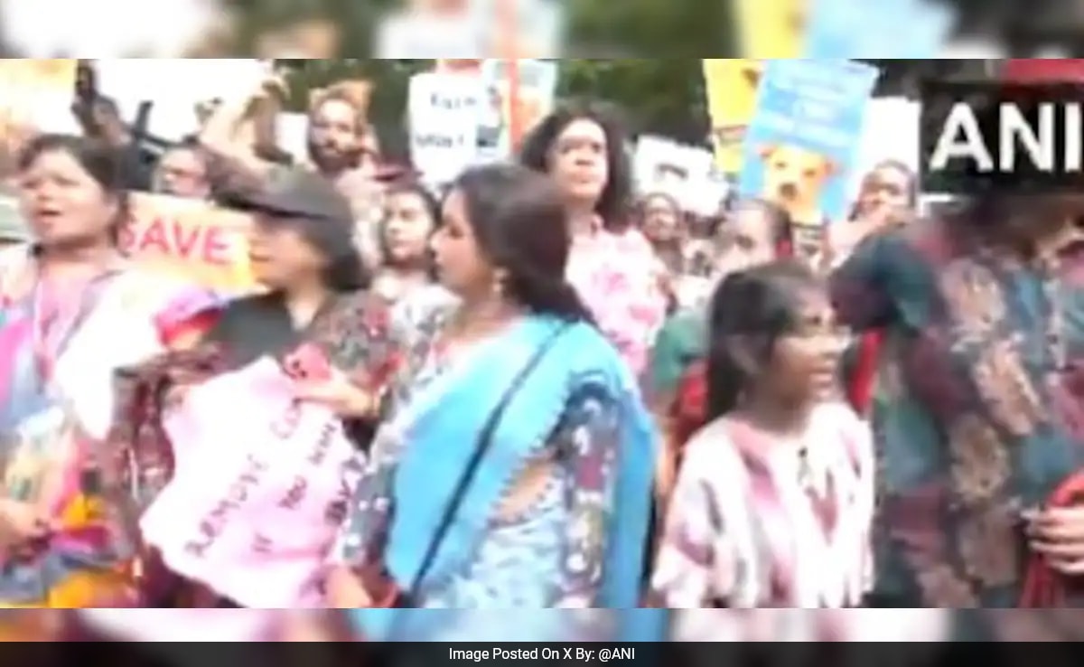 Chennai Animal Lovers Protest In Rain For Street Dogs Amid Top Court’s Order