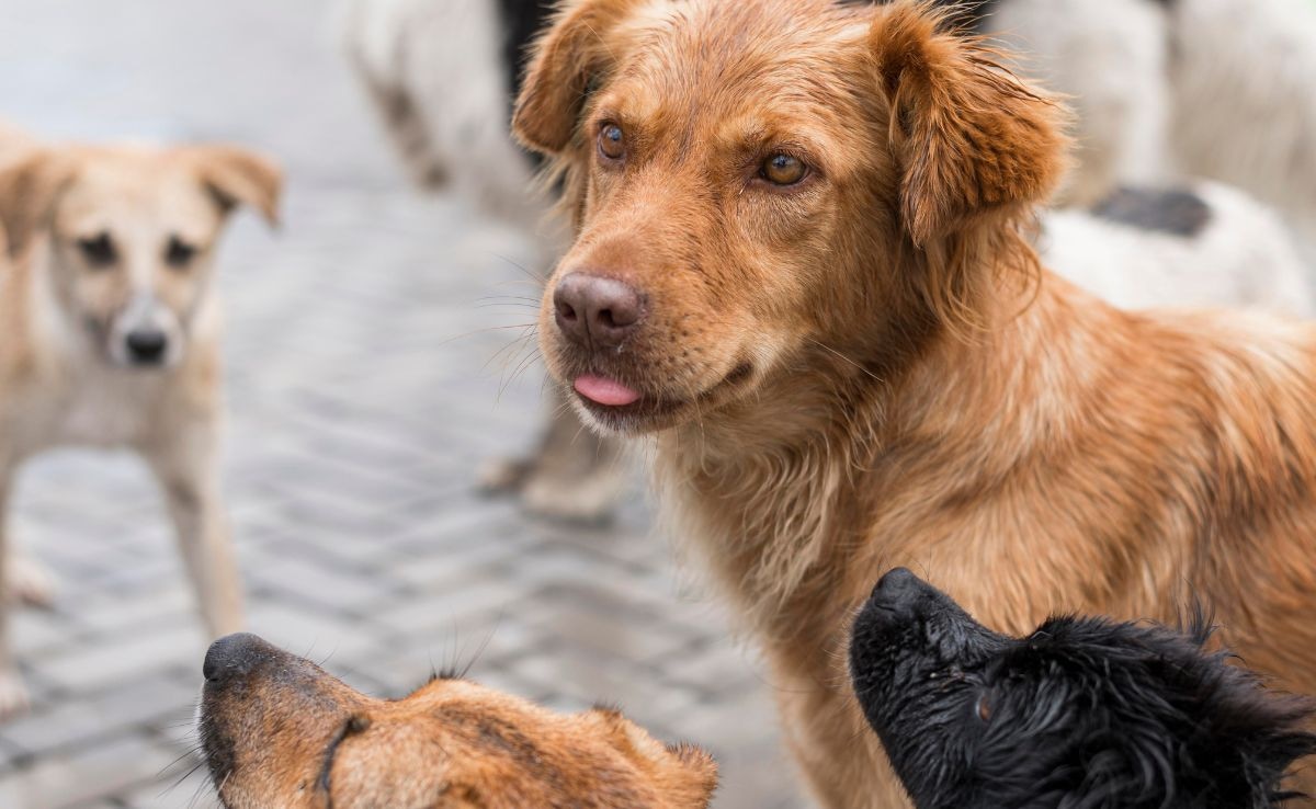 Delhi Civic Body To Mark Feeder Zones, Launch Stray Dog Sterilisation Drive After Court Order