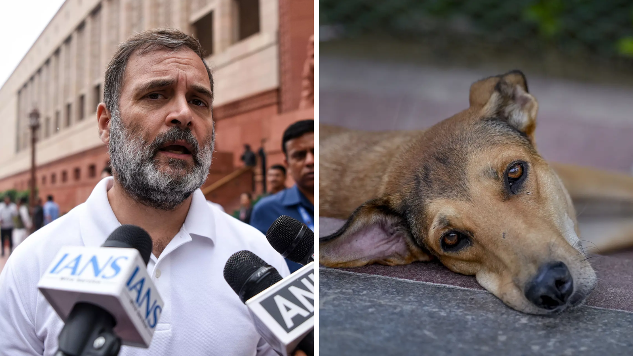 ‘Public safety, animal welfare go hand in hand’: Rahul on SC’s stray dog order
