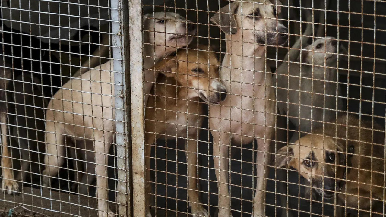 ‘Will look into it’: CJI Gavai on SC stray dogs order