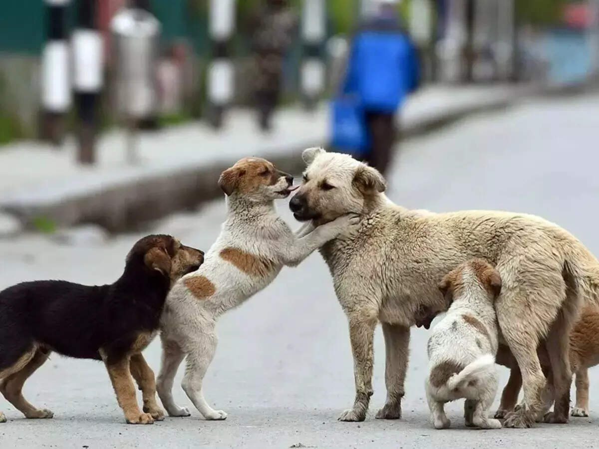 SC order on stray dogs: The staggering cost of sheltering Delhi’s street canines – explained