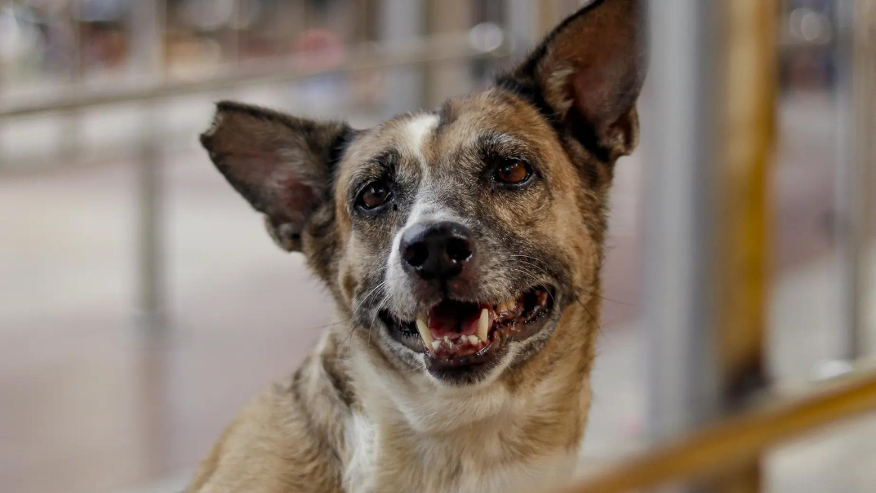 SC order on Delhi stray dogs: CJI refers matter to 3-judge bench; hearing tomorrow