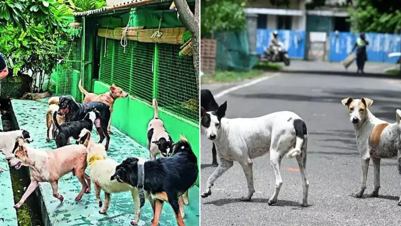 Stray dogs case: CJI takes matter off Justice Pardiwala Bench; 3-judge SC bench to hear issue afresh