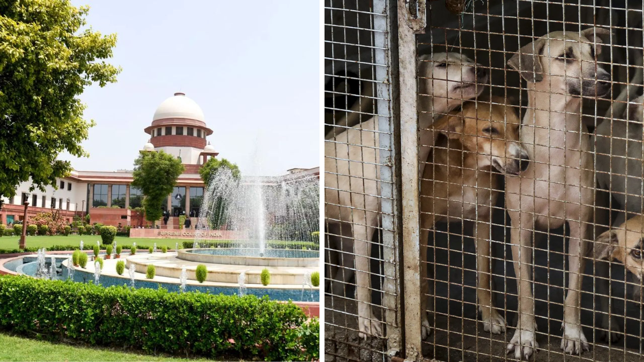 ‘Vocal minority vs silent majority’: Larger SC bench hears stray dogs case; stay on order sought