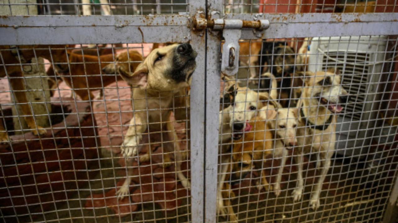Stray dogs case: SC blames ‘inaction’ of authorities; 10 takeaways from hearing