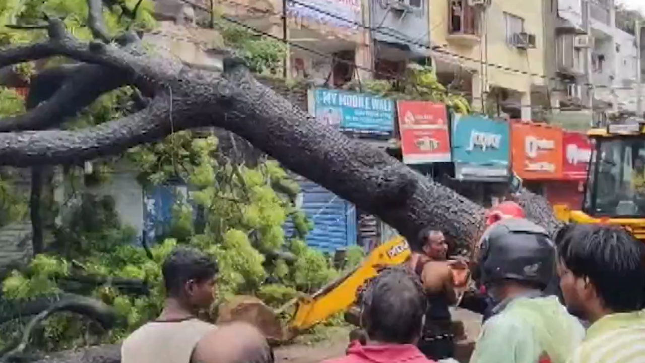 Delhi rain: Man dies, daughter injured as massive tree falls on vehicles in Kalkaji