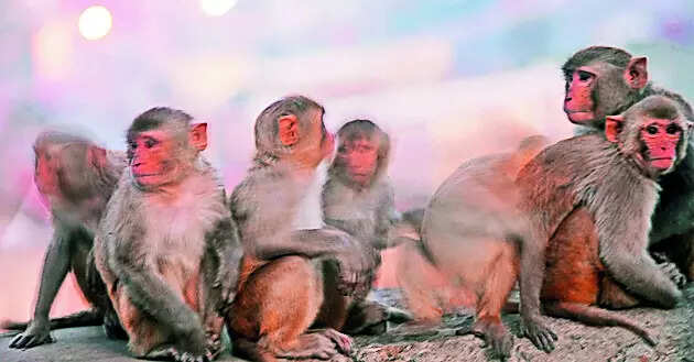 Bihar man dies in attack by 20 monkeys
