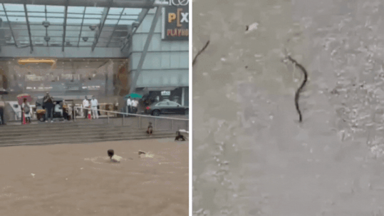Snakes slithered, rivers overflowed: What Mumbai rains did to city – 10 videos that show havoc