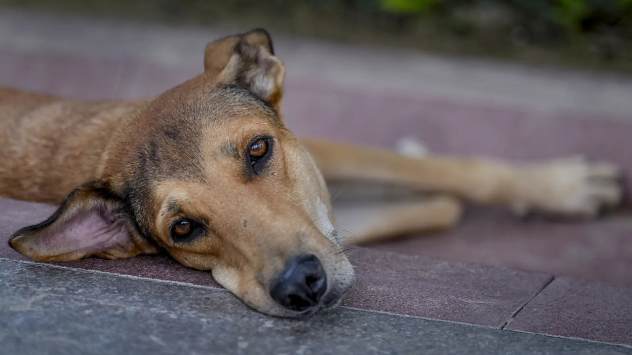 Dedicated feeding zones, vaccination & more: SC’s major order on stray dogs