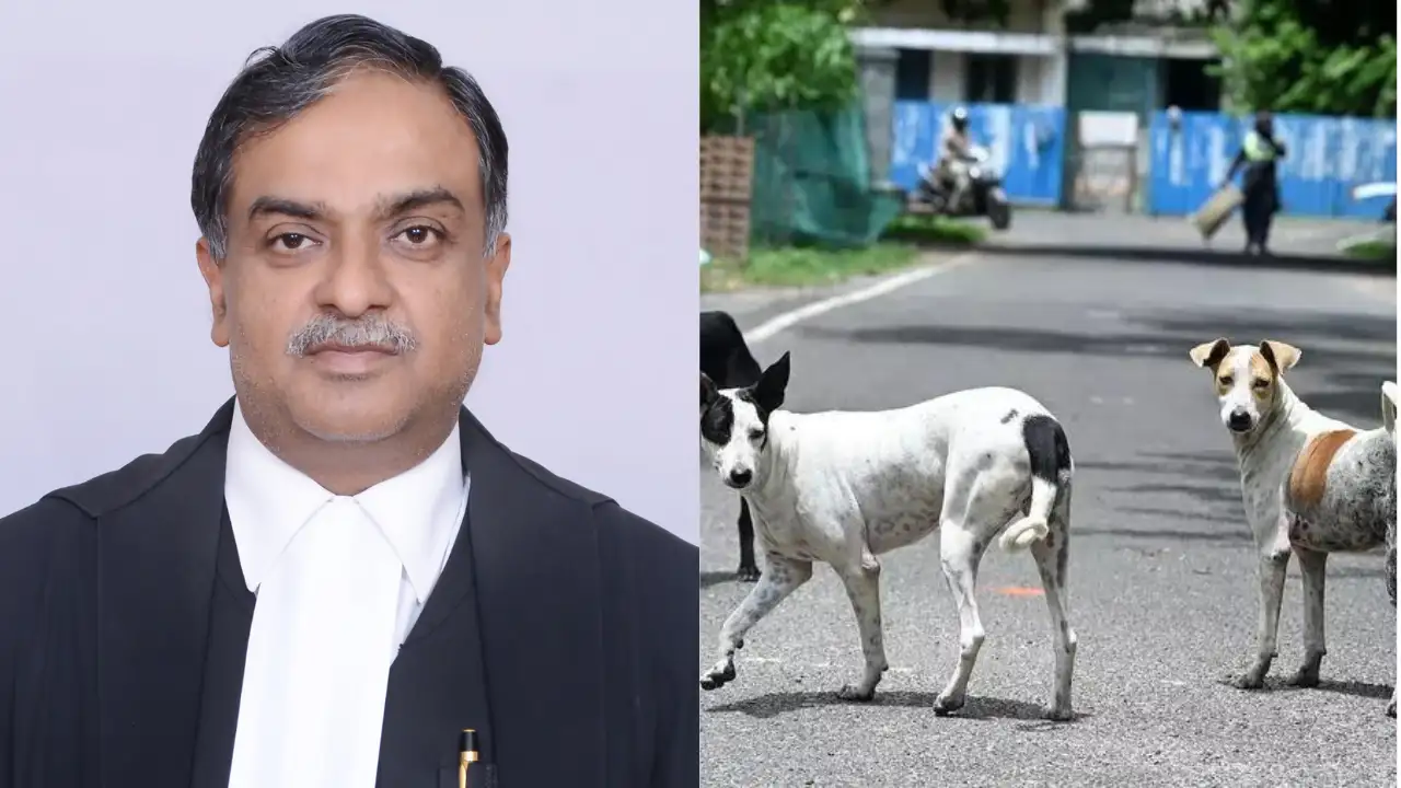 ‘Made me famous world over’: SC judge on stray dogs case