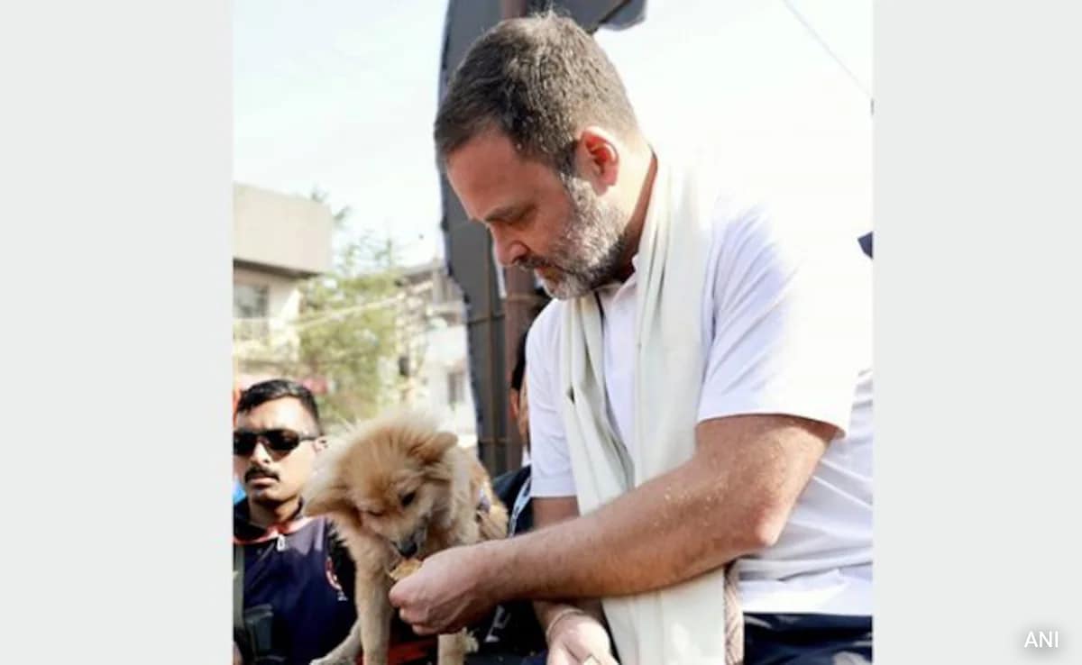 “Step Back On Humane Policy”: Rahul Gandhi On Supreme Court’s Stray Dog Order