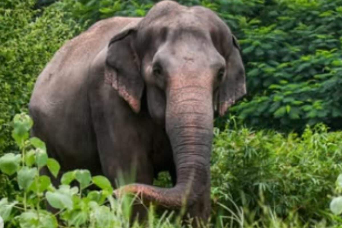Vantara Offers To Set Up Satellite Rehabilitation Centre For Elephant Madhuri In Kolhapur