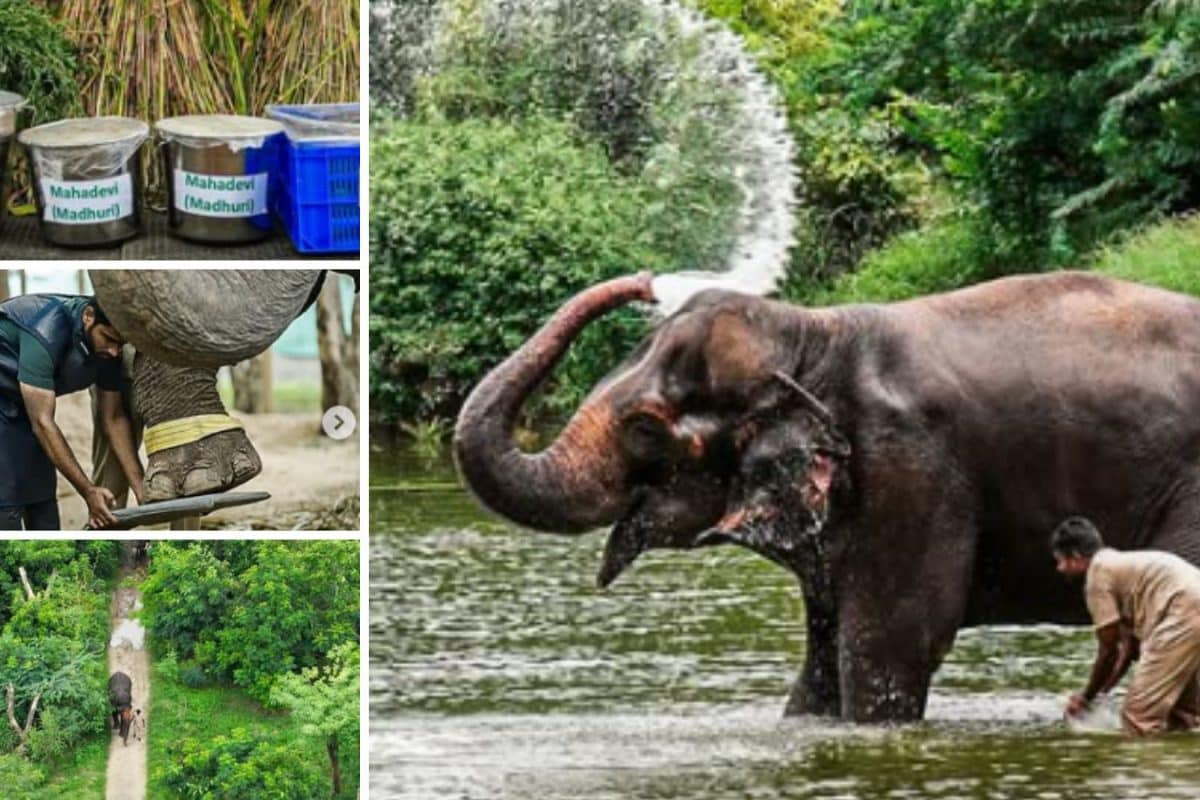 ‘Elephant Mahadevi Was In Pain’: PETA Official Explains Why Madhuri Had To Be Sent To Vantara