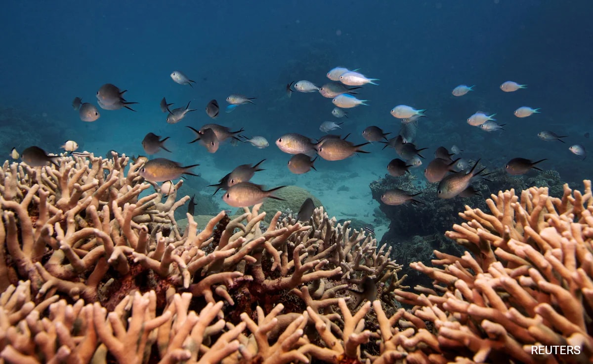 Australia’s Great Barrier Reef Suffers Record Coral Decline Following Mass Bleaching Australia’s Great Barrier Reef Suffers Record Coral Decline Following Mass Bleaching