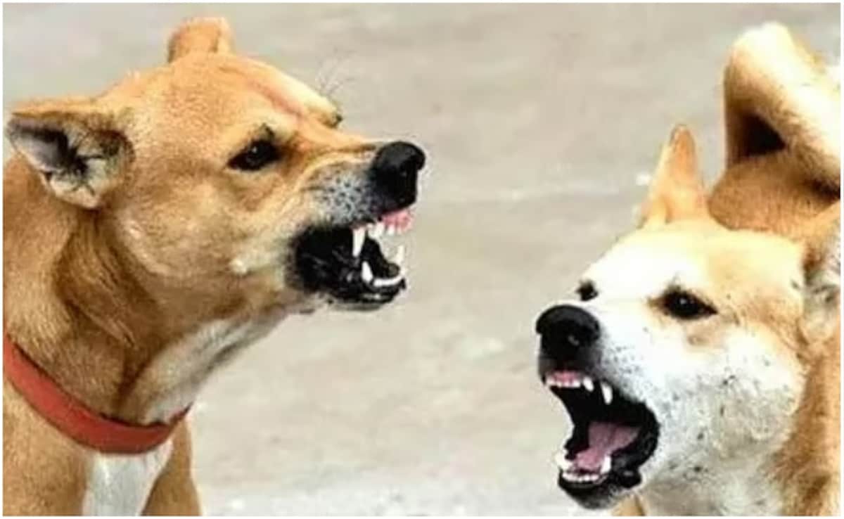 “Reopened Wounds”: 6-Year-Old Chhavi’s Family On Top Court Verdict On Stray Dogs