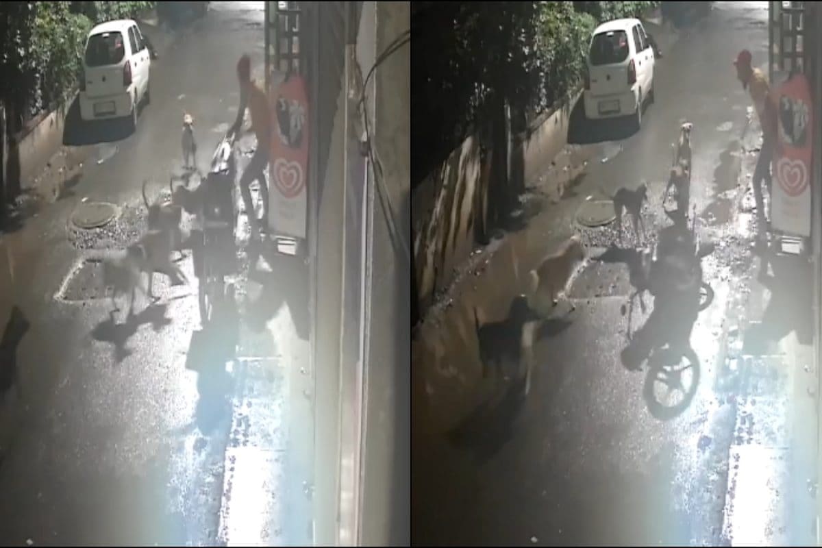Caught On Cam: Maharashtra Man Narrowly Escapes After Being Attacked By Pack Of Stray Dogs