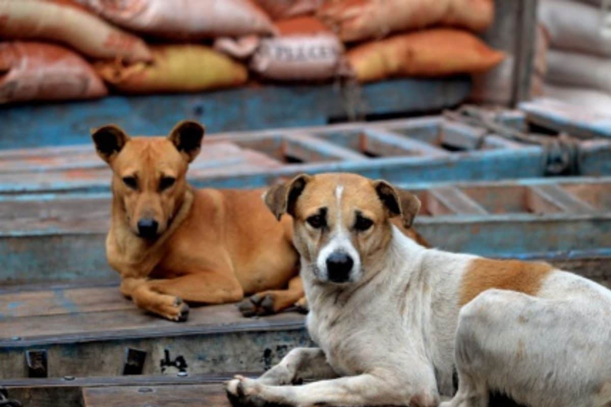 ‘Unscientific, Never Worked’: PETA India On SC Order To Remove Stray Dogs From Delhi’s Roads