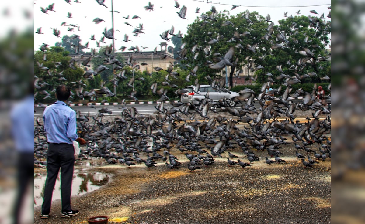 Mumbai’s Pigeon Feeding Ban: How A Public Health Move Clashed With Faith
