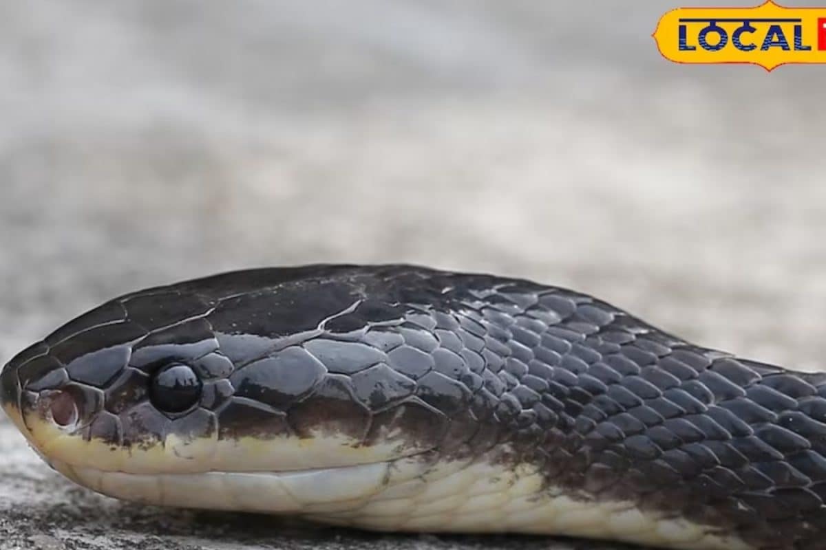 New Snake Species Recorded In Bihar: Thin Fangs, Silent Bites, And Death In Minutes