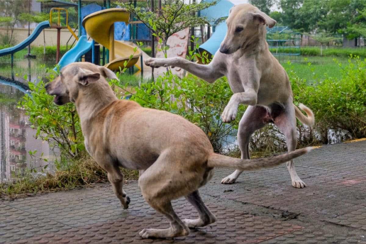 Microchipping, Vaccination Records: Delhi Announces Action Plan For Pet, Stray Dogs’ Management