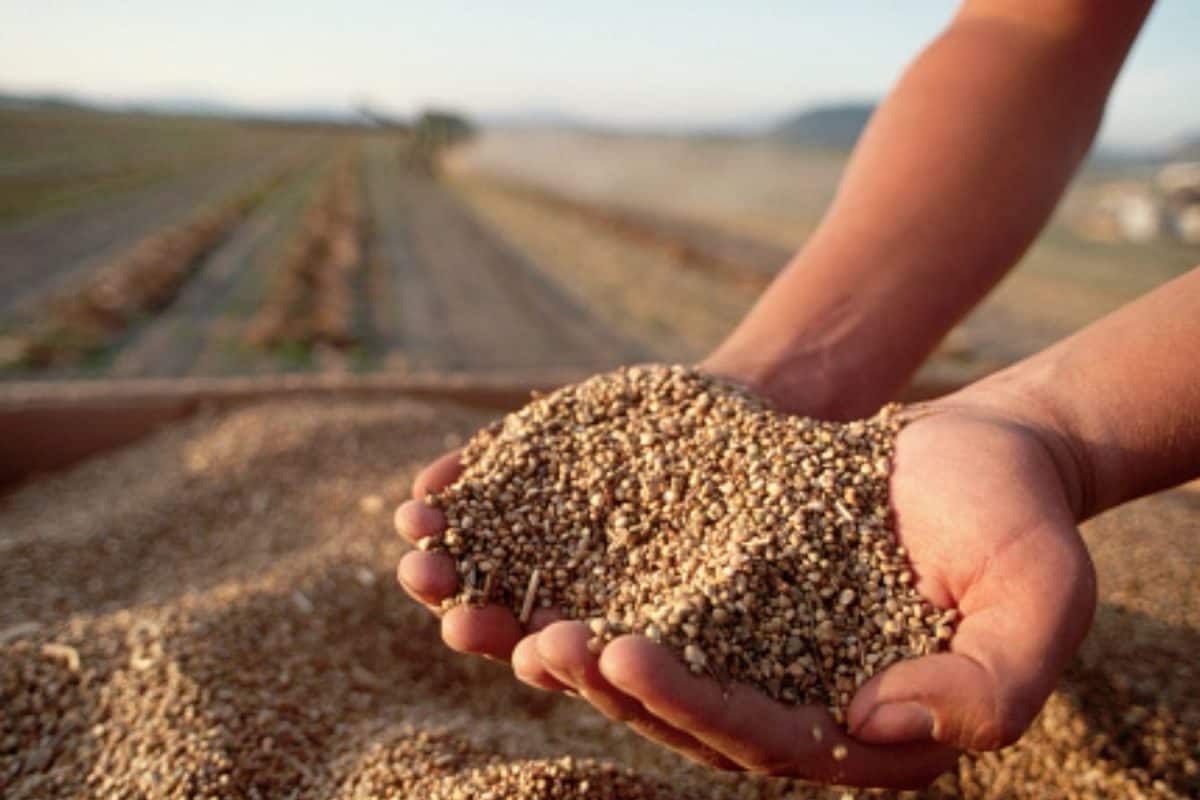 Nature’s Soldiers: How Three Friends In Telangana Are Fighting Climate Change With Seeds