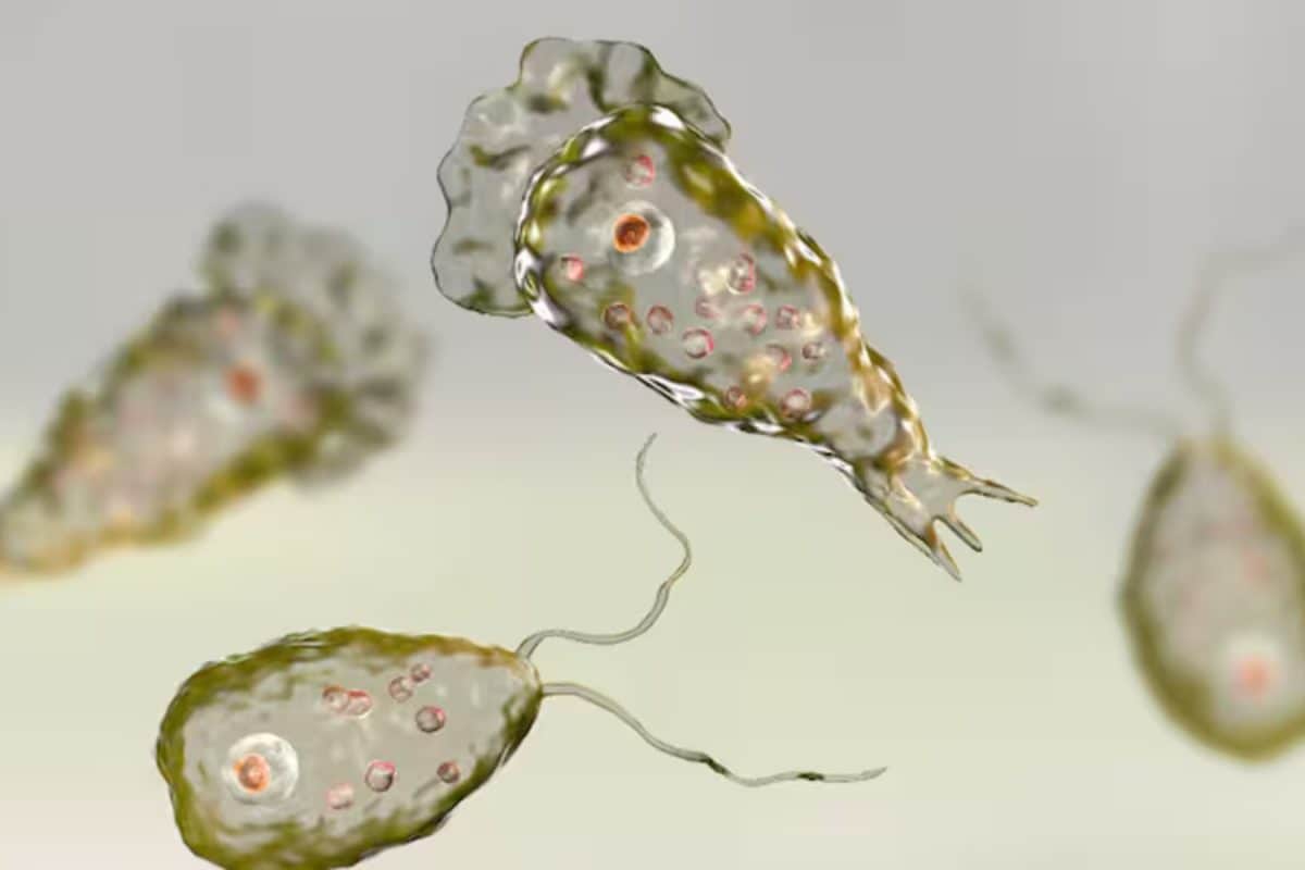 ‘Brain-Eating Amoeba’ Cases Rise In Kerala: What It Is, How It Spreads And How To Stay Safe
