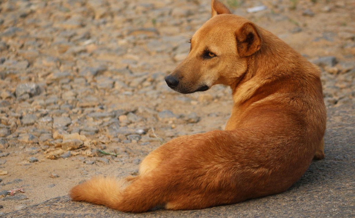 Dog Bites Woman On Face As She Steps Out Of Toilet In Karnataka Court