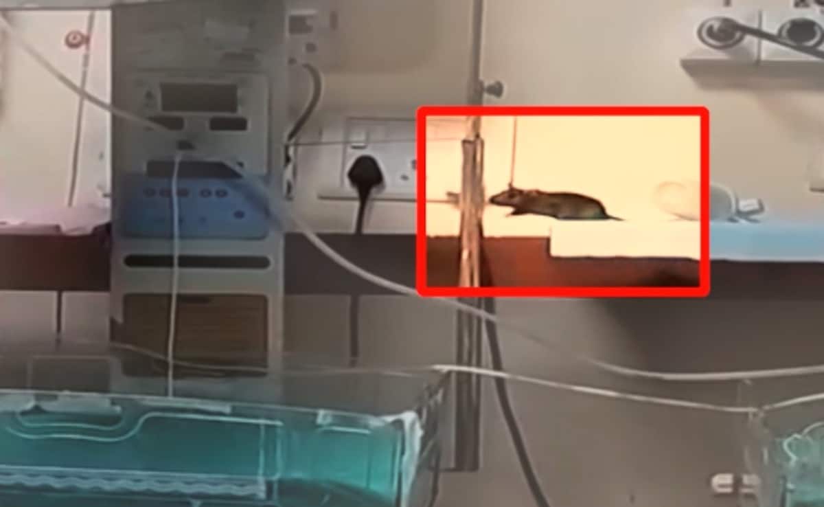 Rats Bite 2 Newborns’ Fingers, Head, Shoulder Inside Indore Hospital ICU