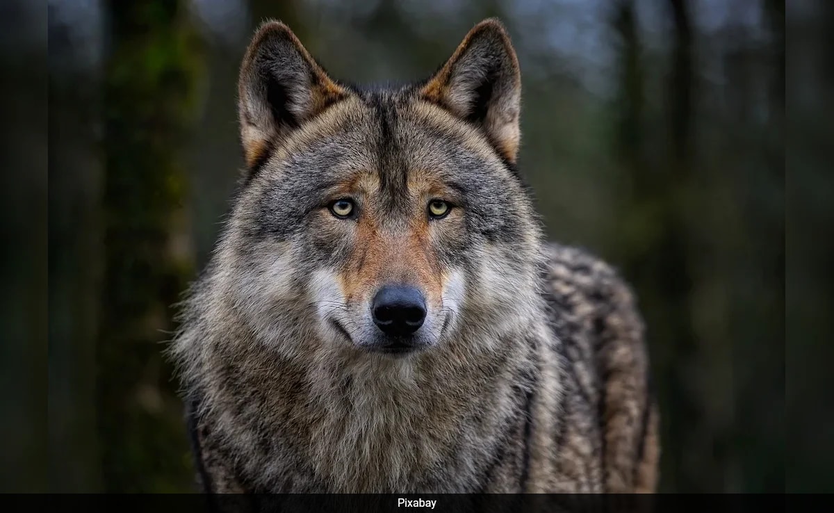 Wolf Attacks Kill 2, Injure 9 In UP’s Bahraich, Authorities On Alert