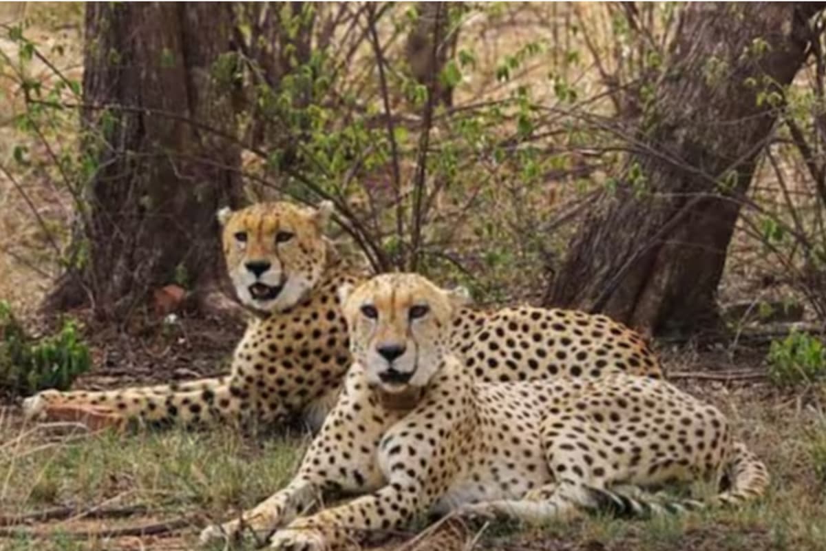India To Get More Cheetahs By Year-End From Kenya, Namibia Or Botswana, Sites In Gujarat, MP Identified