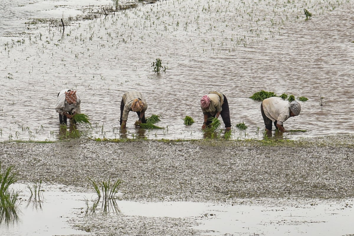 ‘Declare Wet Drought’: Maharashtra Congress Leader Seeks Relief For Rain-Hit Farmers