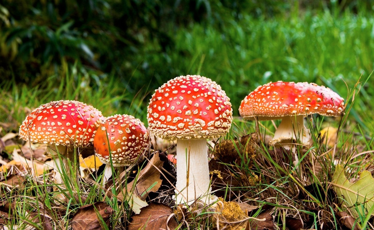 Siblings Show Bihar Women Mushroom Dreams, Dupe Them Of Rs 2 Crore