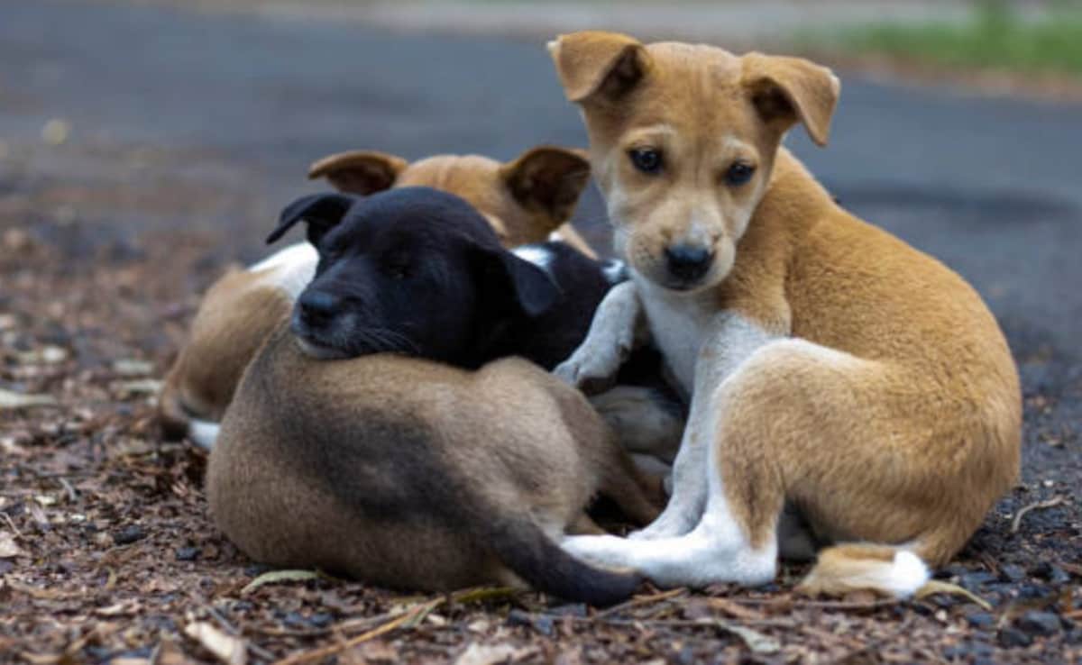 Delhi To Microchip 1 Million Stray Dogs, Draft Rabies Action Plan