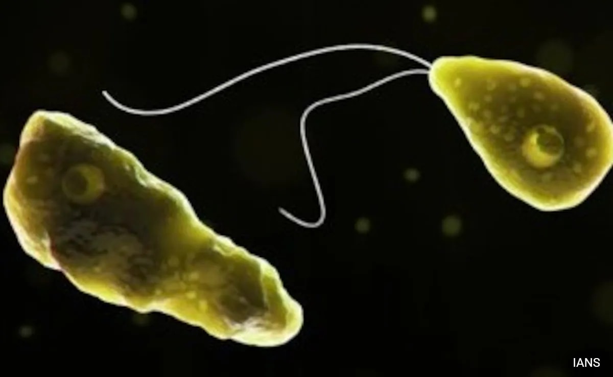 “Ship Has Already Sunk”: Kerala Assembly Sees Clash Over Amoebic Brain Fever Issue
