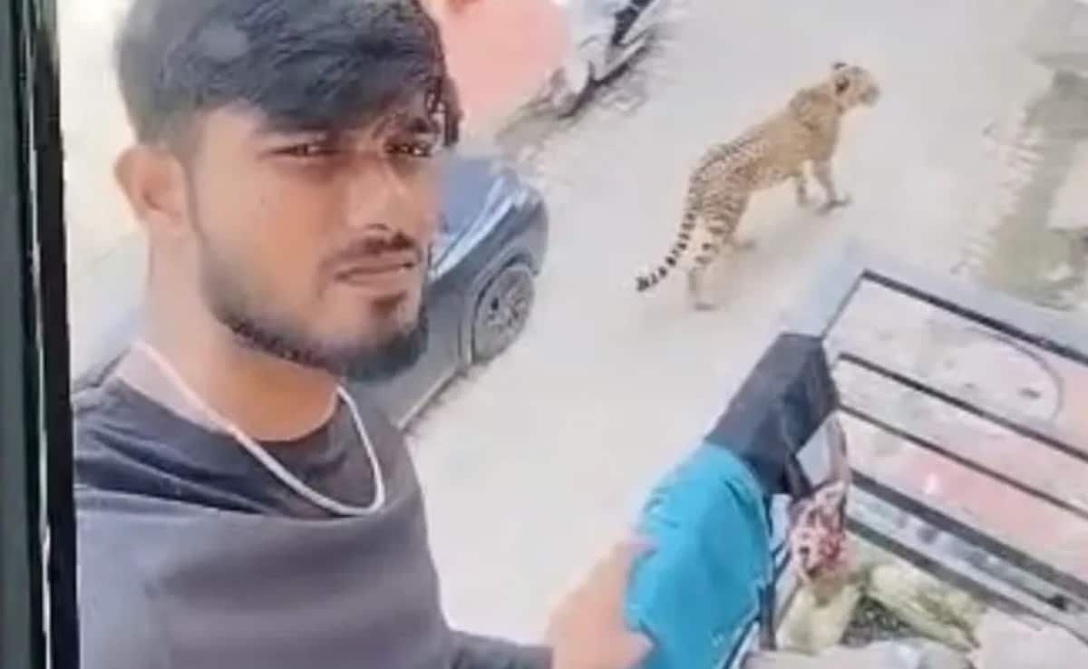 After Scare Over Leopards In Lucknow’s Posh Areas, An AI Twist