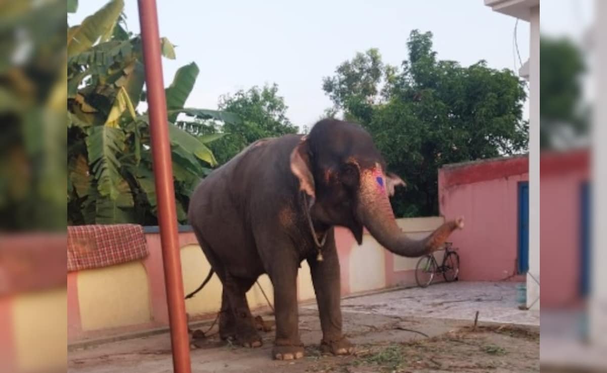1 Elephant, 5 Owners, 3 States, A 27-Lakh Deal: Curious Tale Of ‘Jayamati’